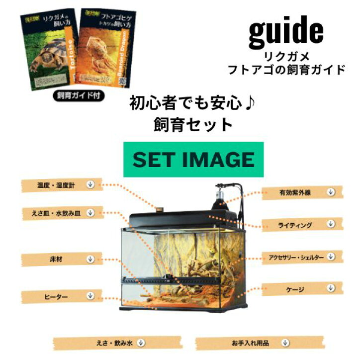 楽天市場】【初心者向け】フトアゴヒゲトカゲ＆リクガメ飼育セットA 