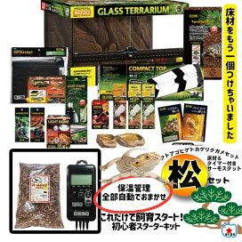 楽天市場】平日13時まで当日発送！【フトアゴヒゲトカゲ 飼育セット松 