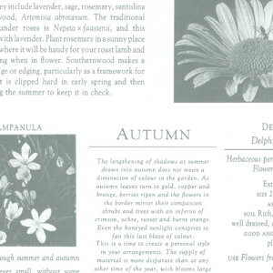 【お取寄せ品】 ササガワ 包装紙 カーディアングレー 半才判 白 49−1420 1パック(50枚)