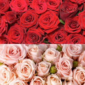 薔薇 花束 ホビーの人気商品 通販 価格比較 価格 Com 薔薇 花束 ホビーの人気商品 通販 価格比較 価格 Com