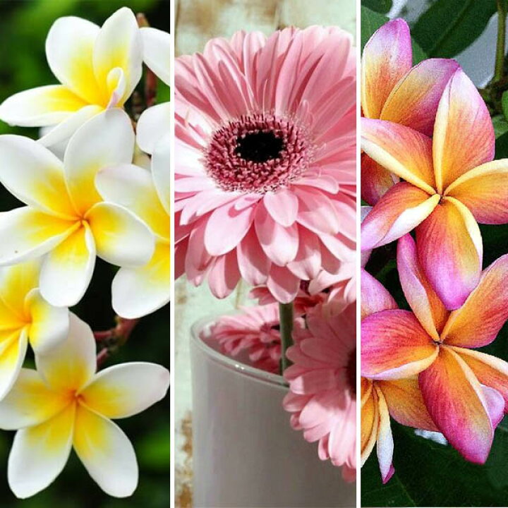 楽天市場】中級 フル ダイヤモンドアート ダイヤモンド刺繍 キット  