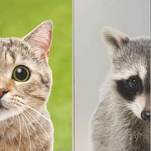 EH[XebJ[ L ACO} ̂ J[XebJ[ XebJ[ lR ǃfR k DIY N rO Q