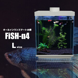 y -4 S łȒP IׂwiF (12L)z I[C  a X}z  x  a@ Mы   ANAE CeA  obNXN[  