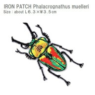 ワッペン ニジイロクワガタ 全長6.3×最大横幅3.5cm前後 《刺繍ワッペン アイロンワッペン アップリケ 昆…