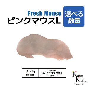 usN}EXL Iׂ鐔 Biokimia v 4cm 5~6g Ⓚ}EX Ⓚbg tbV}EX tbVbg Ⓚa GT  ঒  ҋח ^ ^H