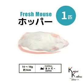 「ホッパー 1匹 Biokimia 」 約6cm 14〜16g 冷凍マウス 冷凍ラット フレッシュマウス フレッシュラット 冷凍餌 エサ えさ 爬虫類 両生類 猛禽類 大型魚 大型肉食魚