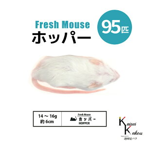 「ホッパー 95匹 Biokimia 」 約6cm 14〜16g 冷凍マウス 冷凍ラット フレッシュマウス フレッシュラット 冷凍餌 エサ えさ 爬虫類 両生類 猛禽類 大型魚 大型肉食魚