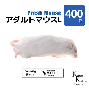 uA_g}EXL 400C(40) Biokimia v 8cm 30~40g Ⓚ}EX Ⓚbg tbV}EX tbVbg Ⓚa GT  ঒  ҋח ^ ^H