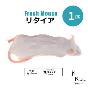 u^CA 1C Biokimia v 10cm 40g+ Ⓚ}EX Ⓚbg tbV}EX tbVbg Ⓚa GT  ঒  ҋח ^ ^H
