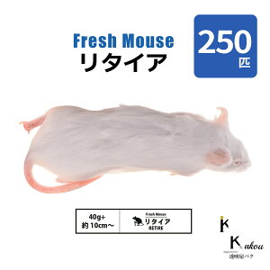 u^CA 250C(25) Biokimia v 10cm 40g+ Ⓚ}EX Ⓚbg tbV}EX tbVbg Ⓚa GT  ঒  ҋח ^ ^H