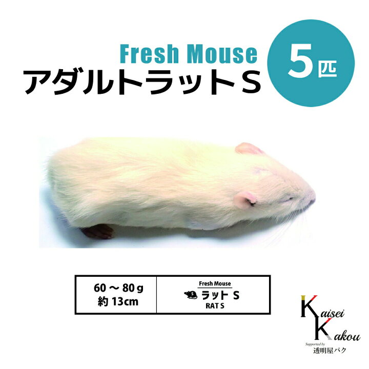 楽天市場】「アダルトラットS 5匹 Biokimia 」 約13cm 60〜80g 冷凍 冷凍ラット アダルトS 5匹(2500円)～ 国産
