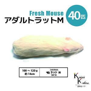 「アダルトラットM 40匹 Biokimia 」 約14cm 100〜120g 冷凍マウス 冷凍ラット フレッシュマウス フレッシュラット 冷凍餌 エサ えさ 爬虫類 両生類 猛禽類 大型魚 大型肉食魚