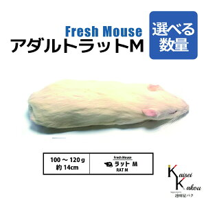uA_gbgM Iׂ鐔 Biokimia v 14cm 100`120g Ⓚ}EX Ⓚbg tbV}EX tbVbg Ⓚa GT  ঒  ҋח ^ ^H