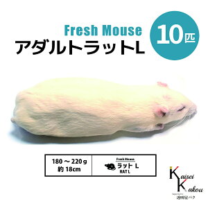 「アダルトラットL 10匹 Biokimia 」 約18cm 180〜220g 冷凍マウス 冷凍ラット フレッシュマウス フレッシュラット 冷凍餌 エサ えさ 爬虫類 両生類 猛禽類 大型魚 大型肉食魚