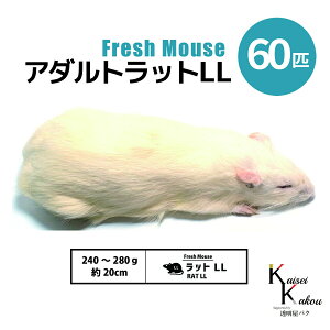 uA_gbgLL 60C Biokimia v 20cm 240`280g Ⓚ}EX Ⓚbg tbV}EX tbVbg Ⓚa GT  ঒  ҋח ^ ^H