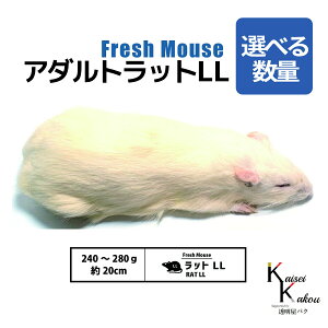 「アダルトラットLL 選べる数量 Biokimia 」 約20cm 240〜280g 冷凍マウス 冷凍ラット フレッシュマウス フレッシュラット 冷凍餌 エサ えさ 爬虫類 両生類 猛禽類 大型魚 大型肉食魚