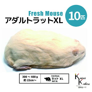 uA_gbgXL 10C Biokimia v 22cm` 300`400g Ⓚ}EX Ⓚbg tbV}EX tbVbg Ⓚa GT  ঒  ҋח ^ ^H