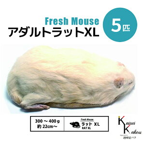 uA_gbgXL 5C Biokimia v 22cm` 300`400g Ⓚ}EX Ⓚbg tbV}EX tbVbg Ⓚa GT  ঒  ҋח ^ ^H