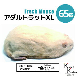uA_gbgXL 65C Biokimia v 22cm` 300`400g Ⓚ}EX Ⓚbg tbV}EX tbVbg Ⓚa GT  ঒  ҋח ^ ^H