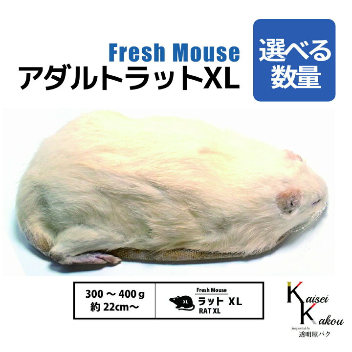 楽天市場】「アダルトラットXL 選べる数量 Biokimia 」 約22cm〜 300 