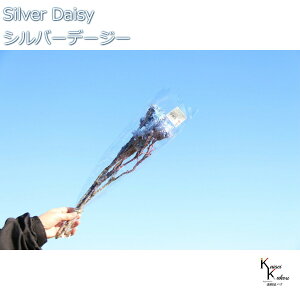 n_ hCt[ uVo[f[W[@u[p[v@@1 v vU Mtg ԍ  CeA n[oE v[g 蕨  Vv ޗ t[AW 