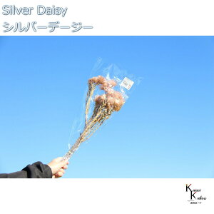 n_ hCt[ uVo[f[W[@sN[u@@1 v vU Mtg ԍ  CeA n[oE v[g 蕨  Vv ޗ t[AW A