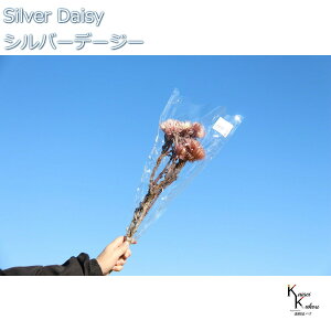 n_ hCt[ uVo[f[W[@c[g[u@1 v vU Mtg ԍ  CeA n[oE v[g 蕨  Vv ޗ t[AW A