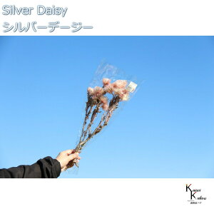 n_ hCt[ uVo[f[W[@c[gsN@12g v vU Mtg ԍ  CeA n[oE v[g 蕨  Vv ޗ t[AW A