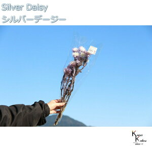 n_ hCt[ uVo[f[W[@c[gp[v@12g v vU Mtg ԍ  CeA n[oE v[g 蕨  Vv ޗ t[AW A