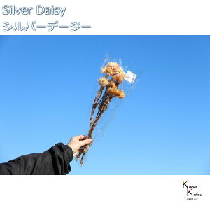 n_ hCt[ uVo[f[W[@CG[sN@12g v vU Mtg ԍ  CeA n[oE v[g 蕨  Vv ޗ t[AW A