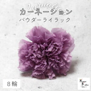 大地農園! プリザーブドフラワー 「カーネーション パウダーライラック 1箱(8輪)」プリザ ドライフラワー 花材 装飾 ハーバリウム 母の日 おしゃれ かわいい プレゼント 贈り物 オオ