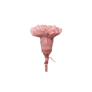 大地農園! プリザーブドフラワー 「カーネーション 4輪 選べる」プリザ ドライフラワー 花材 装飾 ハーバリウム 母の日 おしゃれ かわいい プレゼント 贈り物 オオチノウエン