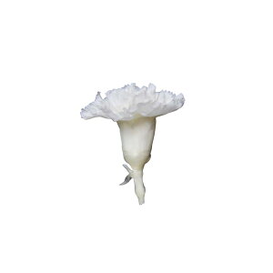 n_I vU[uht[ uJ[l[V@4ց@IׂvvU hCt[ ԍ  n[oE ̓  킢 v[g 蕨 II`mEG