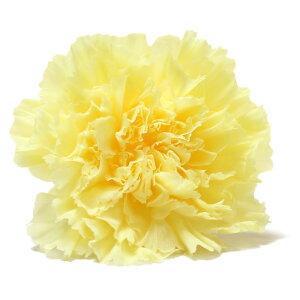 n_I vU[uht[ uJ[l[V@4ց@IׂvvU hCt[ ԍ  n[oE ̓  킢 v[g 蕨 II`mEG