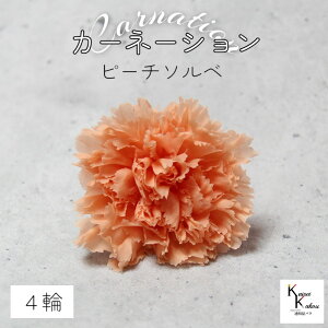 n_I vU[uht[ uJ[l[V@s[`\x@4ցvvU hCt[ ԍ  n[oE ̓  킢 v[g 蕨 II`mEG