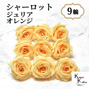 n_IvU[uht[ uV[bg WAIW 9ցv vU ԍ n[oE  IW  o 킢 v[g 蕨@II`mEG