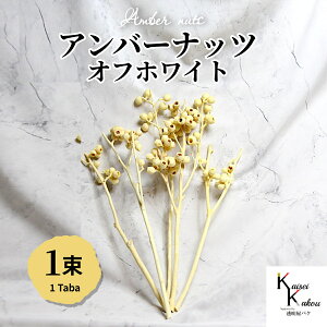 n_IvU[uht[ u Ao[ibc ItzCg 1(5{) vvU ԍ n[oE  킢 v[g 蕨 II`mEG