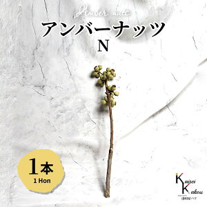 n_IvU[uht[ u Ao[ibc N 1{ vvU ԍ n[oE  킢 v[g 蕨 II`mEG