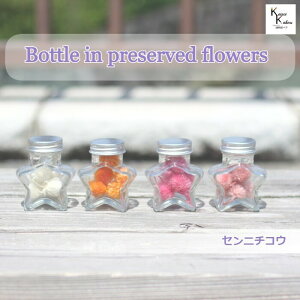 ��n�_���u�{�g���C���t�����[�@�Z���j�`�R�E�@����g�@1�F�I�ׂ�5�ց@�~�j�� 1�{�v�v���U�[�u�h�t�����[�@�v���U�@�n�[�o���E���@���� �h���C�t�����[ �n�[�o���E�� �A���}���b�N�X�o�[