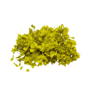 n_ vU[uht[ u\tgAixAWTC D݂̃J[ 1֕v AWTC \tgAixAWTC ԍ n[oE z vU