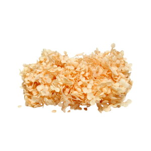 n_ vU[uht[ u\tgAixAWTC D݂̃J[ 2֕v \tgAixAWTC vU vU[uh AWTC z ԍ n[oE  킢 v