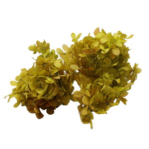 n_I vU[uht[ us~bhAWTCEwbhiOf[Vj 0.5 IׂvvU hCt[ ԍ  n[oE  킢 v[g 蕨 I