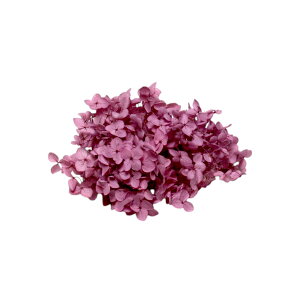 n_ vU[uht[ u\tgAixAWTC D݂̃J[ 1֕v AWTC \tgAixAWTC ԍ n[oE z vU