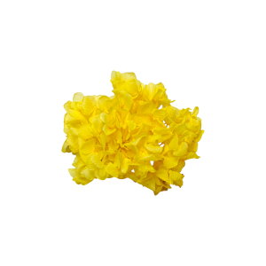 n_I vU[uht[ u߃AWTC IׂJ[ 0.5֕v AWTC