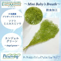 楽天市場】ソフト ミニ カスミ草の通販 