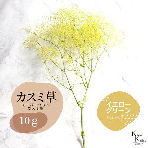 「大地農園 スーパーソフトミニカスミ草・フレア イエロー/グリーン 10g」 ドライフラワー 花材 ハーバリウム 素材 小さいお花 アレンジメント ギフト 母の日 お誕生日 オオチノウエン プリ