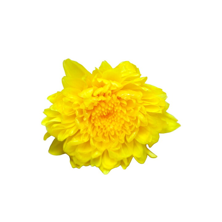 楽天市場】大地農園「小菊 イエロー 4輪」プリザーブドフラワー プリザ 