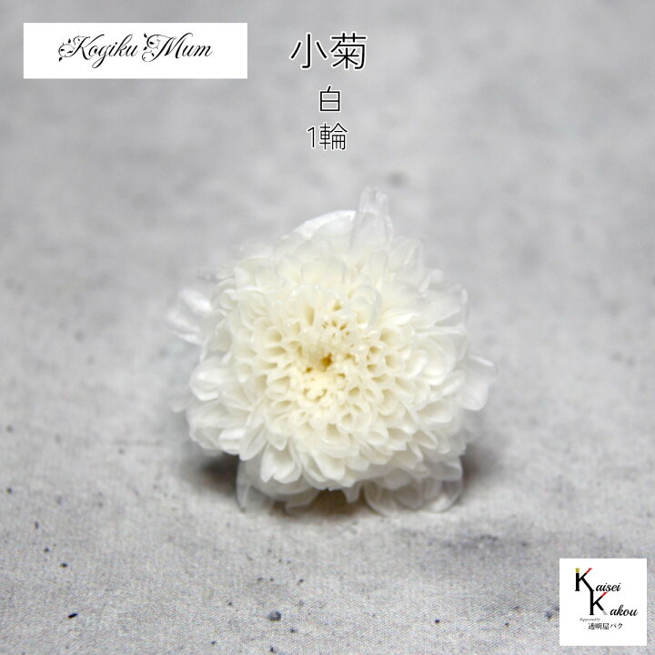 楽天市場】大地農園「小菊 白 1輪」プリザーブドフラワー プリザ ハー 