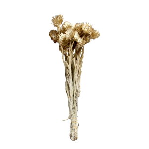 n_IvU[uht[ u~jVo[f[W[ DȃJ[ 1 v vU Mtg ԍ  CeA n[oE v[g 蕨  Vv ޗ t[A