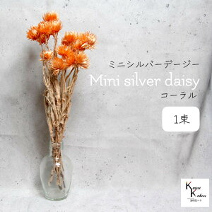 n_IvU[uht[ u~jVo[f[W[ R[ 1 v vU Mtg ԍ  CeA n[oE v[g 蕨  Vv ޗ t[AW 